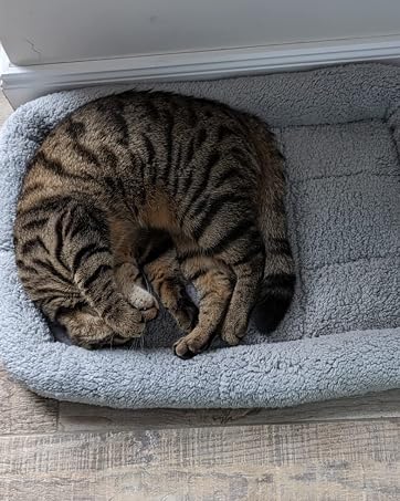 cat bed