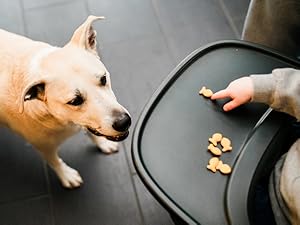 A baby eating food in a highchair with the family pet dog below