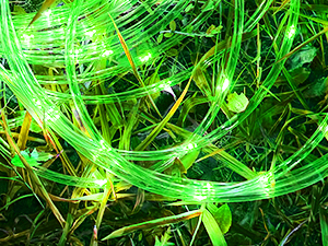 solar string lights outdoor waterproof