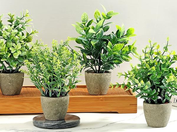 4 potted green plants