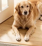 Bald Eagle Grip Dog Paw Door Mat Indoor Entrance 32''x48'', Washable Entryway Rug with TPR Backin...