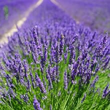 reed diffuser