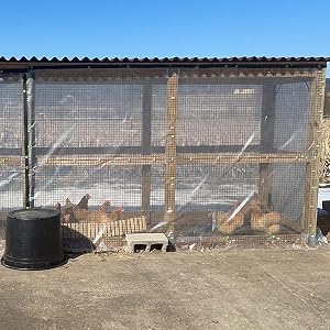 Clear Tarps