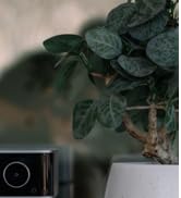 WiiM Vibelink Amp