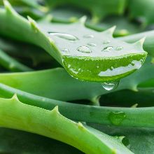 Aloe