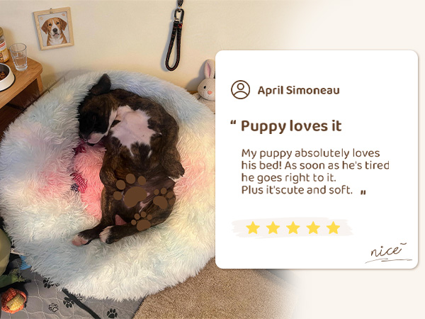 dog beds