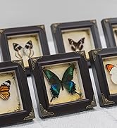 real butterfly frame