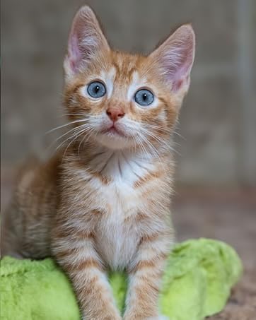 https://m.media-amazon.com/images/S/aplus-media-library-service-media/523b484b-8d2a-4ba1-aad2-b94841fa25df.__CR0,60,480,601_PT0_SX362_V1___.jpg