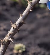 electric shears for gardening