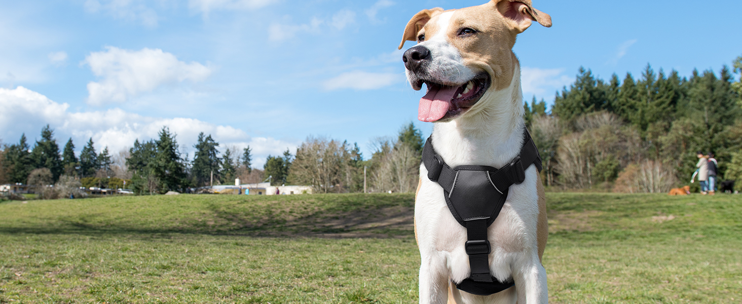a dog wearing a black harness.