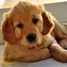 pet care