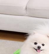 Puppy Bed with Chew Toys