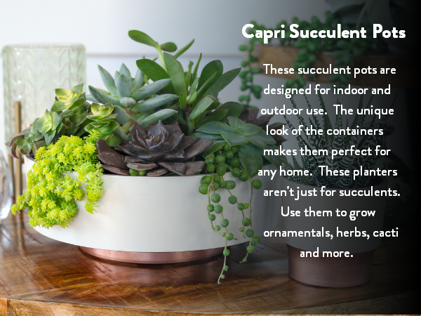 succulent planter; succulent pot; shallow planter; shallow plant pot