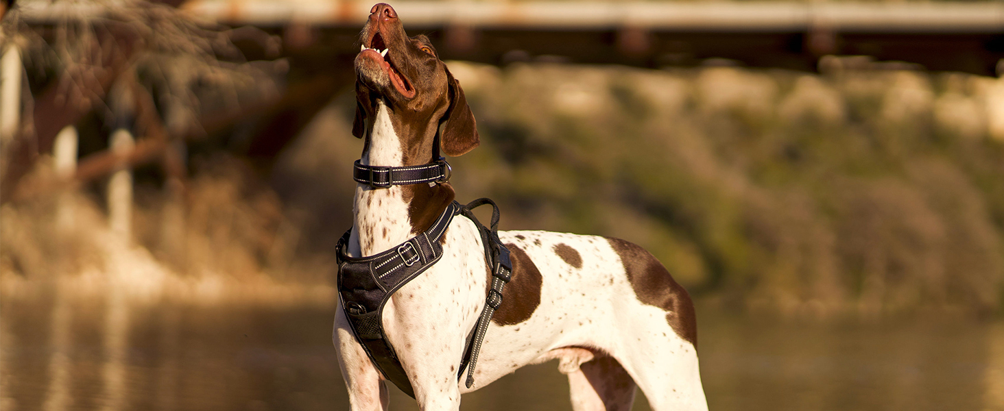 dog harness