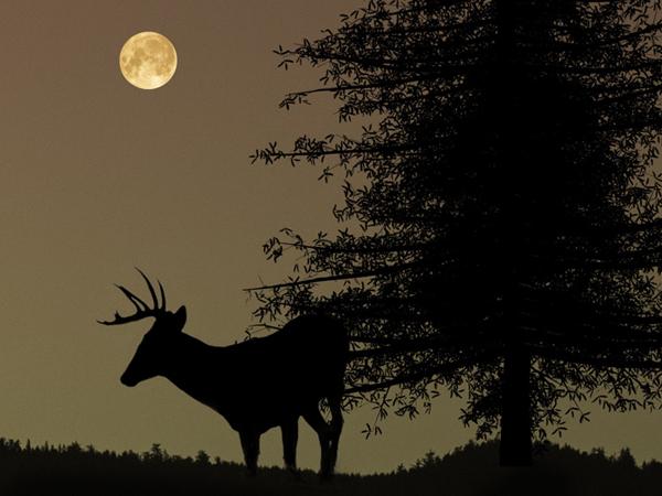 Ideal for Nighttime and Low Light Situations
