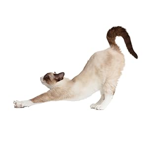 cat scratch stretching litter box control