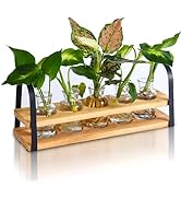 VIKEYHOME Plant Propagation Stations with Wood Stand, Desktop Plant Terrarium for Propagating Hyd...