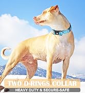 baapet dog collar