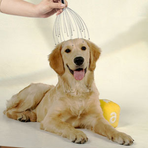 pet