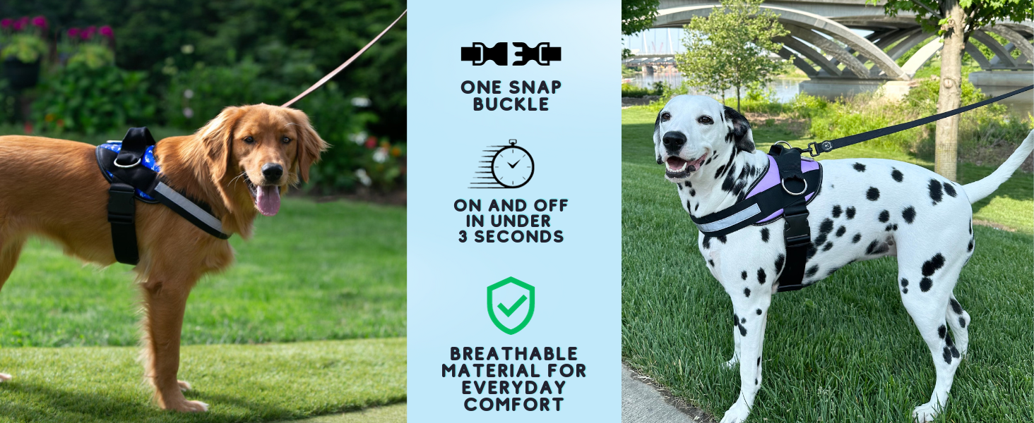 dog harness for golden retriever