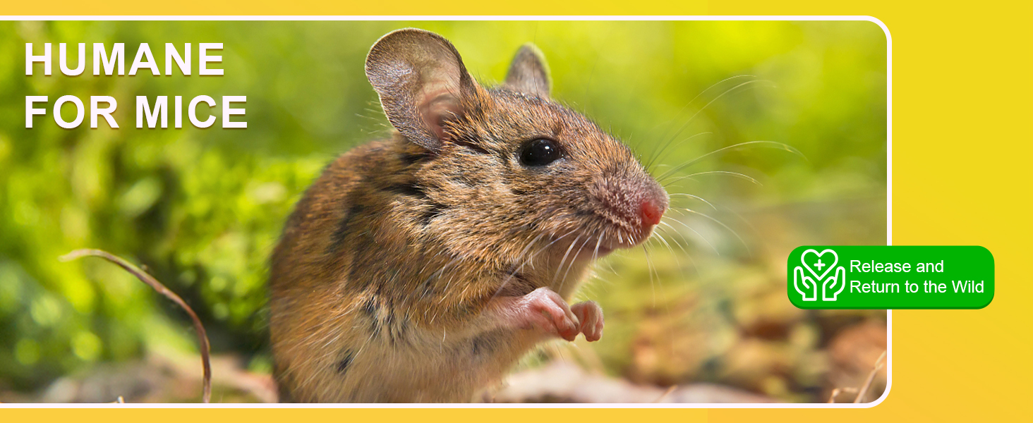 Mouse Traps