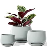 LE TAUCI Plant Pots for Indoor Plants, 4.1+5.1+6.5 inch, Set of 3, Ceramic Planters with Drainage...