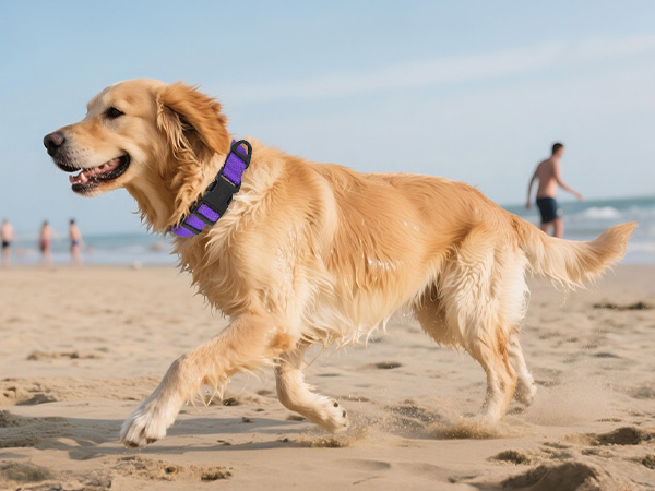 dog collar