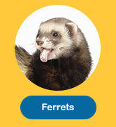 Ferrets