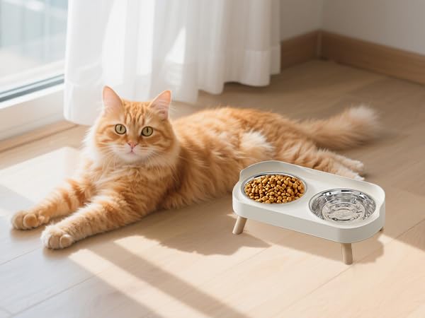 cat bowls
