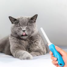 dog comb for cats and dogs