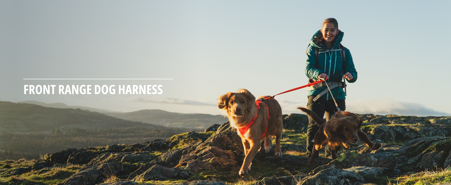 Comfortable no pull dog harness designed to reduce pulling and improve walking control.