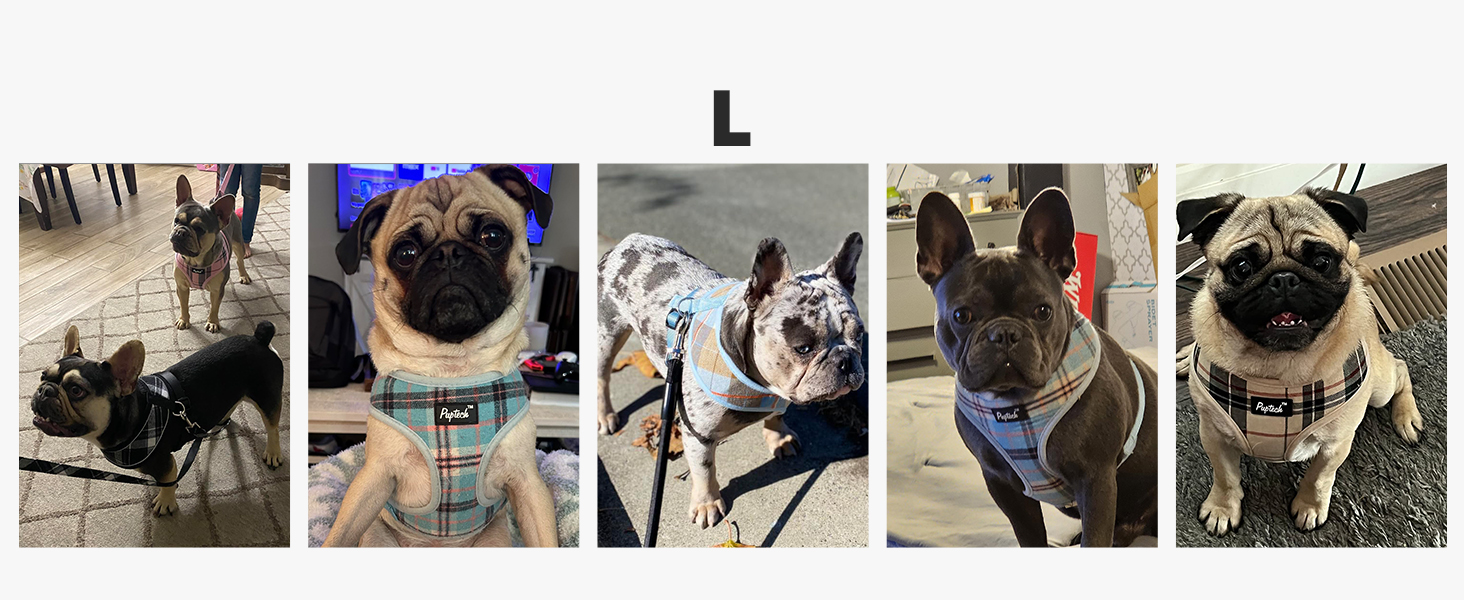 dog harness