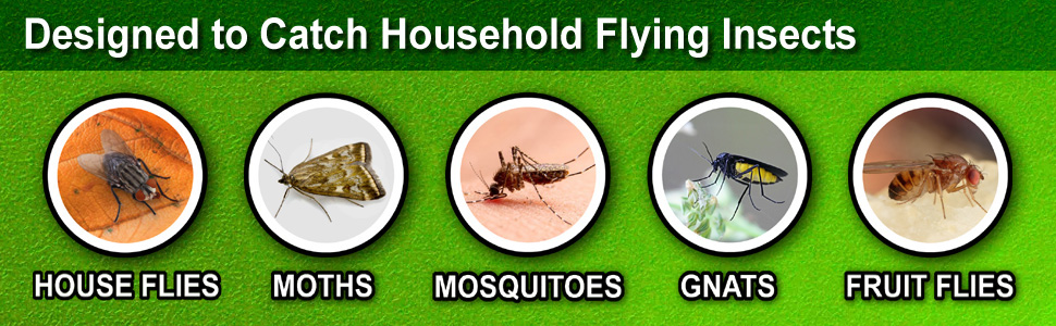 Designed to catch household flying insects