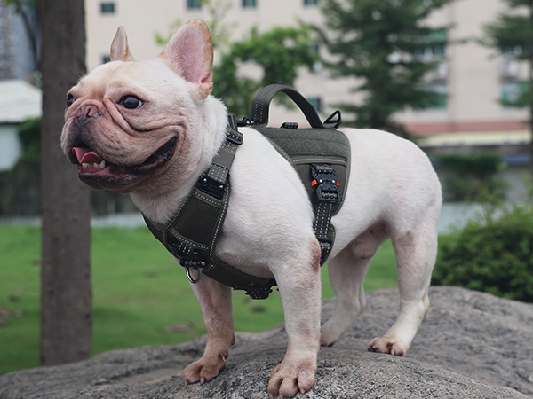 dog harness for small dogs
