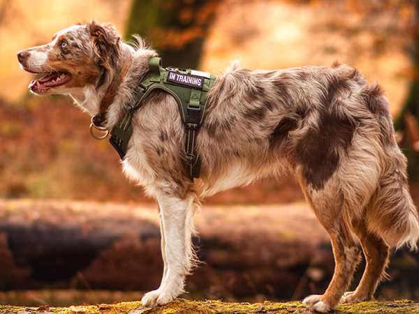 dog harness