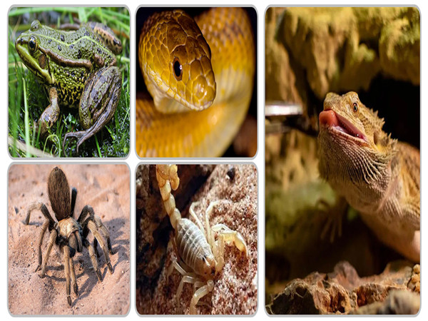 chameleon accessories