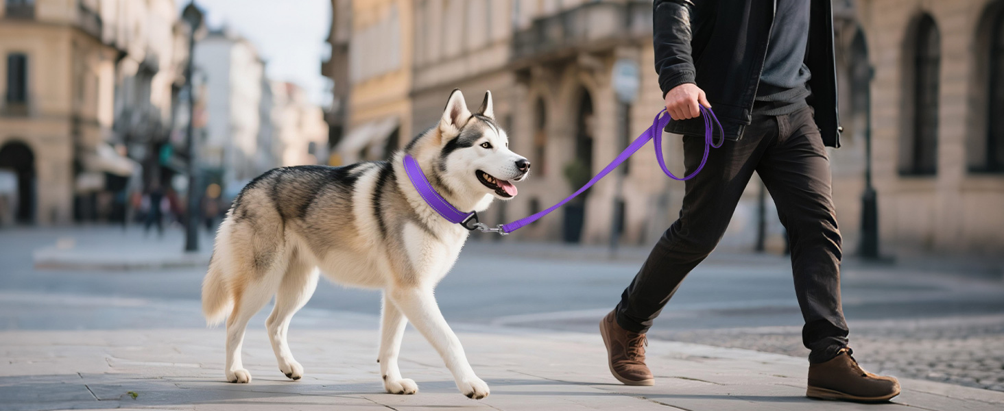 dog collar