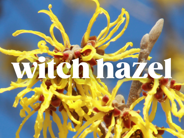 Benefits of witch hazel in toilet paper foam: soothing, anti-inflammatory, and gentle cleansing
