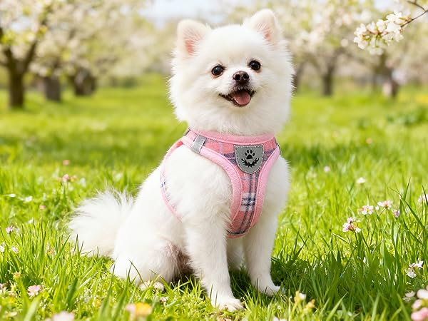 puppy harness