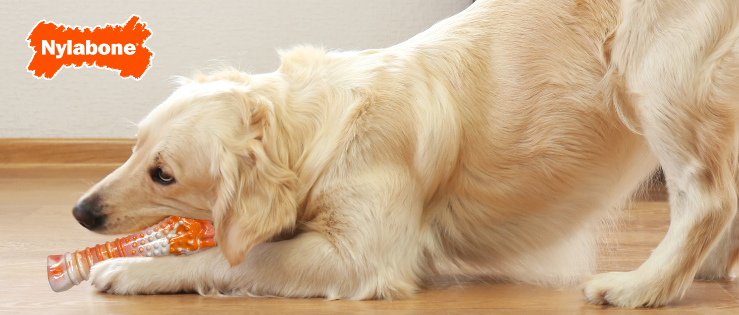 Nylabone Brand Story