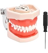 ZENFUN Standard Dental Typodont Model, Demonstration Teeth Model, Dental Model with 28Pcs Screw-i...