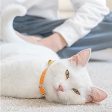 a cat being petted