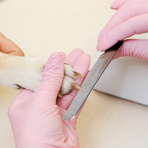 dog nail clippers for small dogs