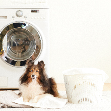 no animal test cruelty free