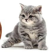 WROSWT Clock Cat Food Bowl,Non-Slip Silicone Bottom Cat Bowls for Indoor Cats,Anti Whisker Fatigu...