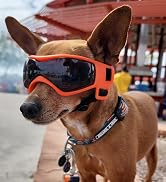 dog goggels