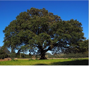 Camphor Tree