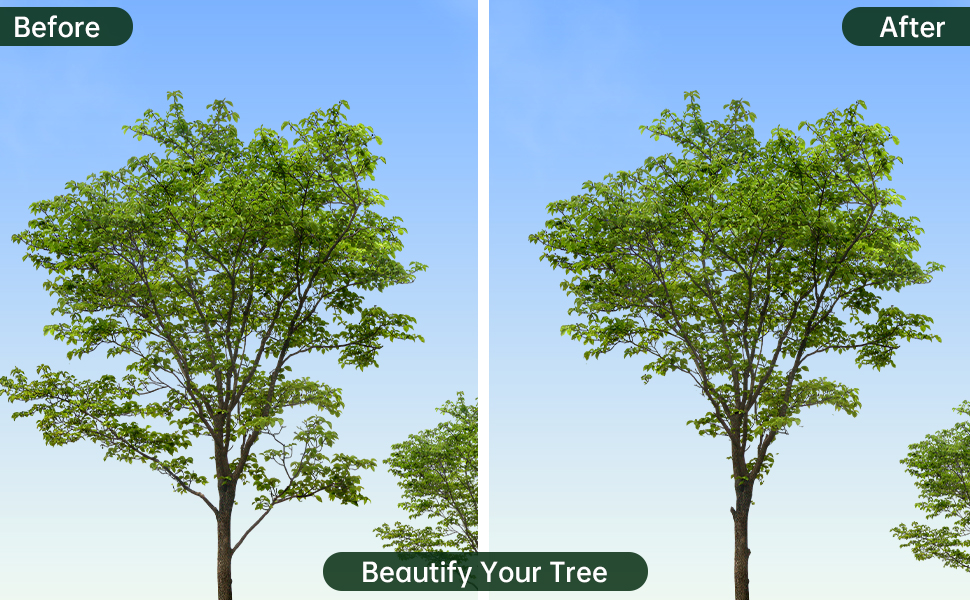 Before and after pruning