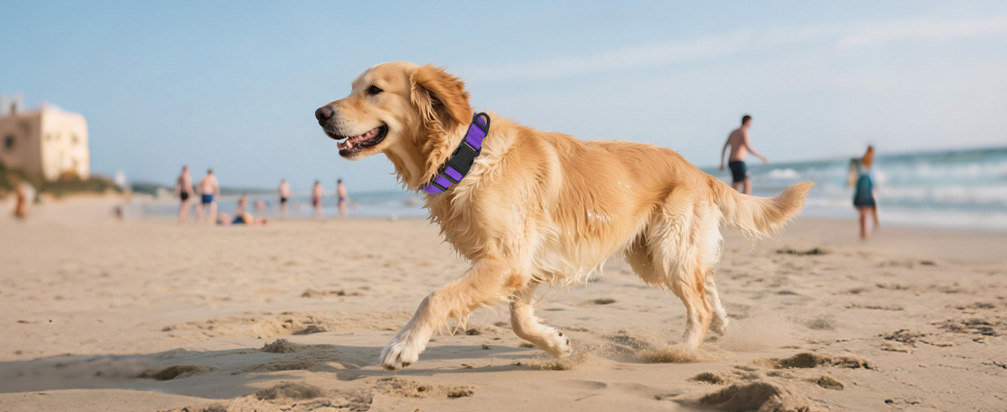dog collar