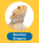 Bearded Dargon
